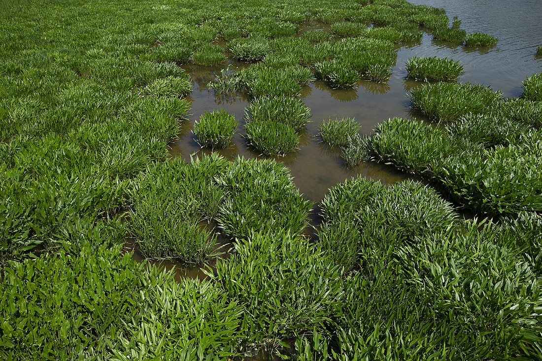Vegetation is seen along Mattawoman Creek at Smallwood State Park in Marbury, Md., May 23, 2021. Pope Francis' 2015 encyclical "Laudato Si', on Care for Our Common Home" is lauded for its scope on the moral and ethical response to protecting the earth's environment for future generations. (CNS photo/Tyler Orsburn)