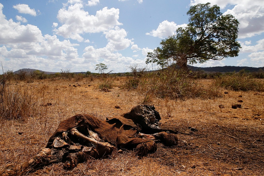 The carcass of an elephant killed by effects of the worsening drought lies on the ground in Mwatate, Kenya, Nov. 8, 2022. (OSV News photo/Thomas Mukoya, Reuters)