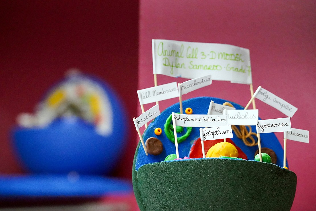 Seventh-grade cell projects are on display in the life science classroom on Thursday, Jan. 14, 2026, at Notre Dame-Bishop Gibbons School in Schenectady, N.Y.  Cindy Schultz for The Evangelist