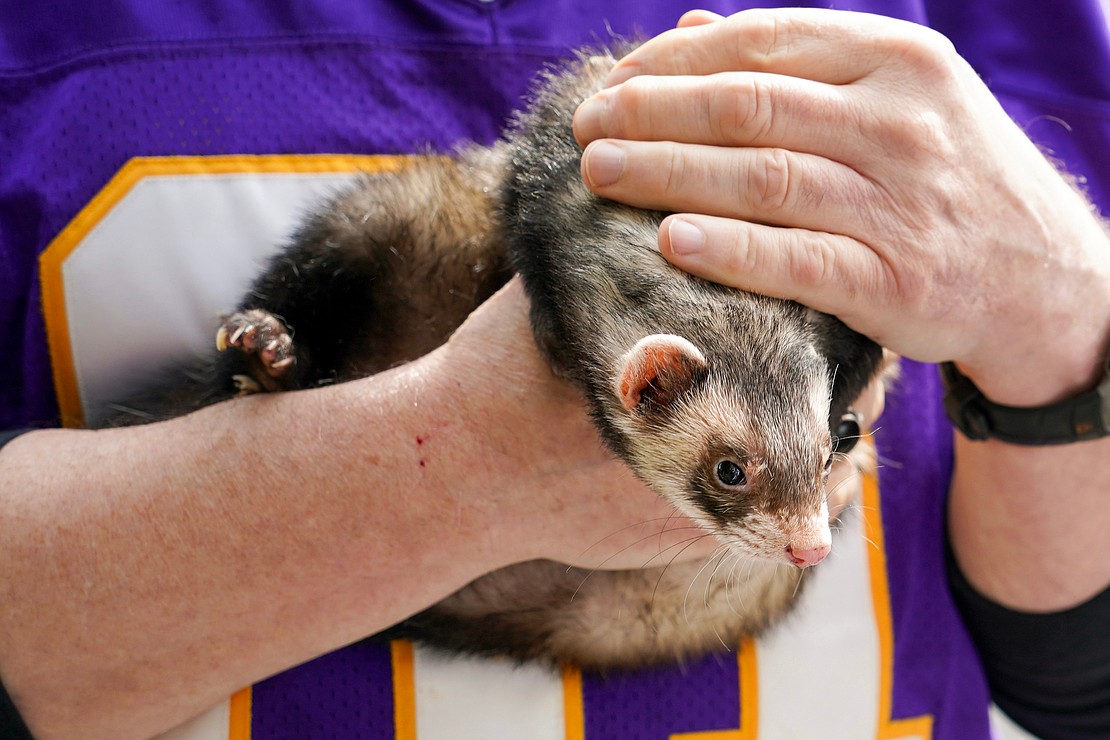 A pet ferret is present to receive holy water during the Pet Blessing and Adoption Clinic on Sunday, Oct. 4, at Christ Our Light Church in Loudonville. (Cindy Schultz photo for The Evangelist)