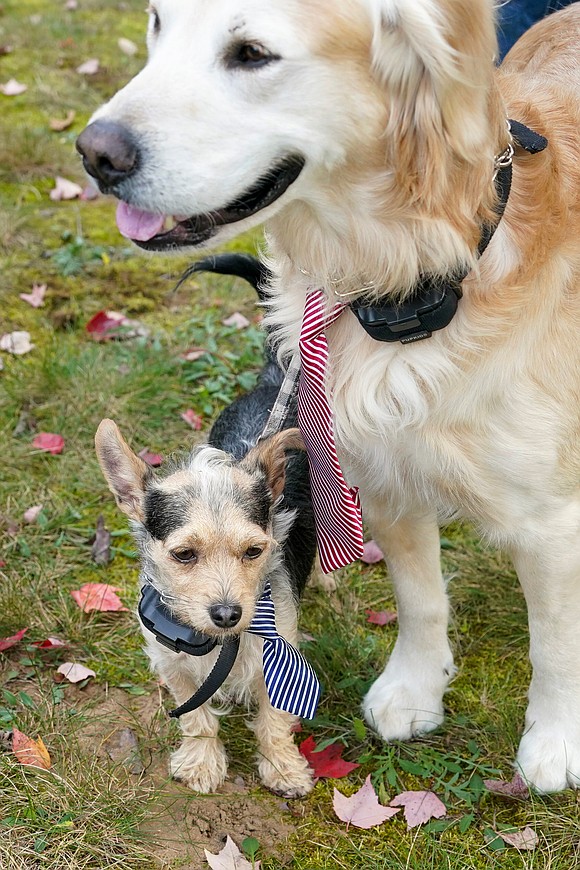 Harry (l.), and his big brother Coco wear ties for the occasion during the Pet Blessing and Adoption Clinic on Sunday, Oct. 4, at Christ Our Light Church in Loudonville. (Cindy Schultz photo for The Evangelist)