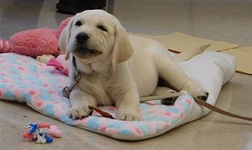 PUPPY LOVE