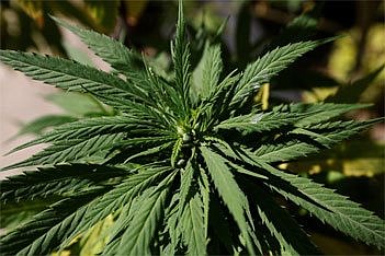 NYSCC rips legalization of recreational marijuana in state 