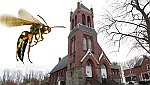 Cicada killer wasps are back at Castleton parish
