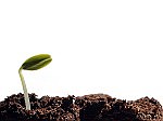 Plant a seed; grow the Church