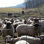 To be a shepherd